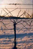 Weinstock im Winter